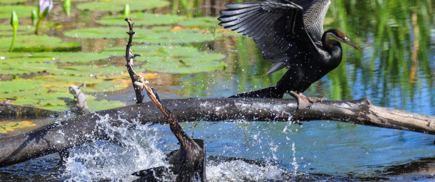 African Darter 3