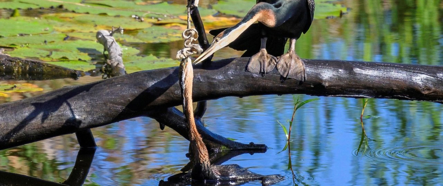 African Darter 2