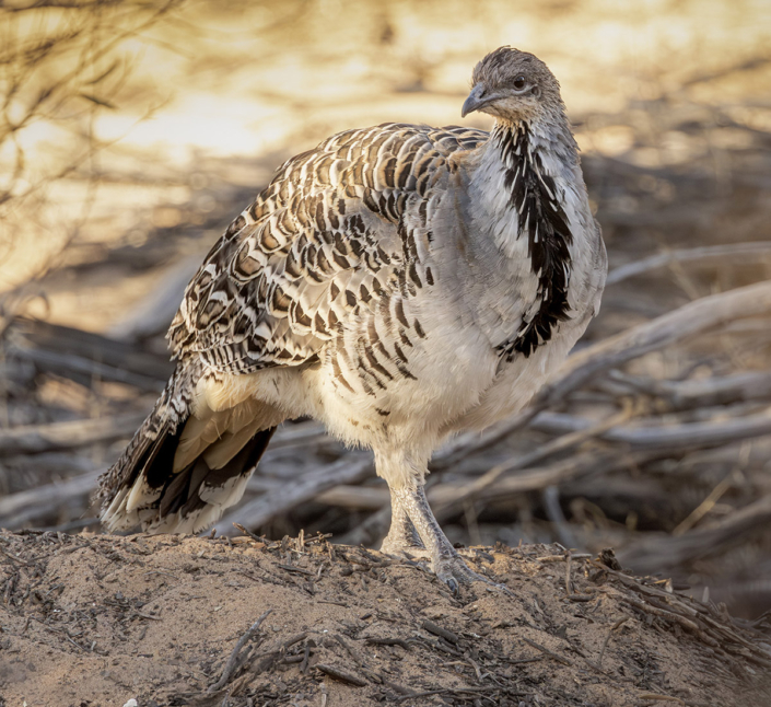 Malleefowl by Bruce Ward-Smith