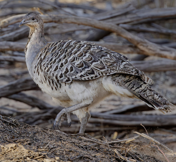 Malleefowl by Bruce Ward-Smith