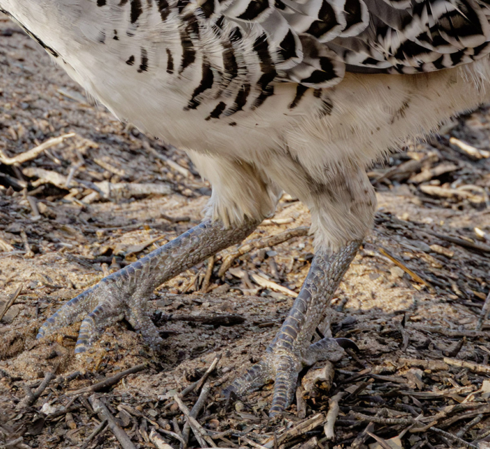 Malleefowl Feet by Bruce Ward-Smith