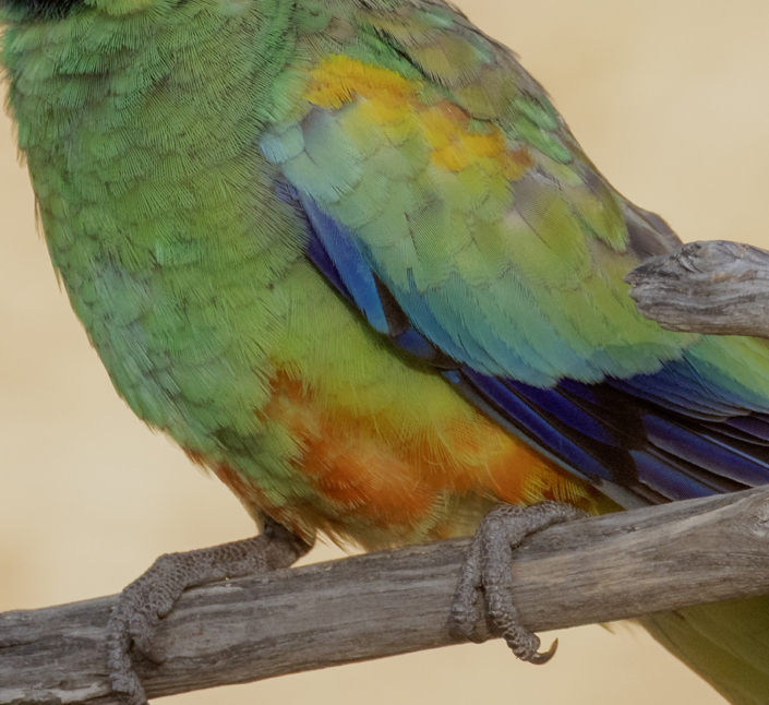 ParrotMulga by Bruce Ward-Smith