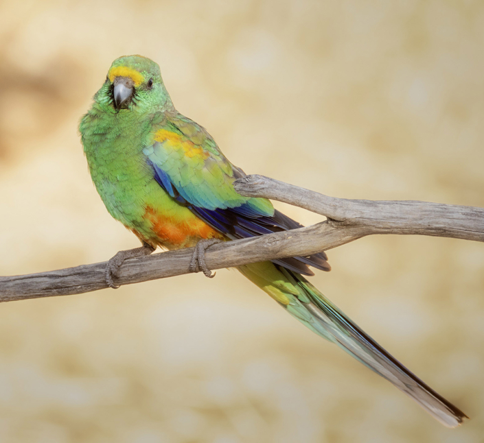 ParrotMulga 2 by Bruce Ward-Smith